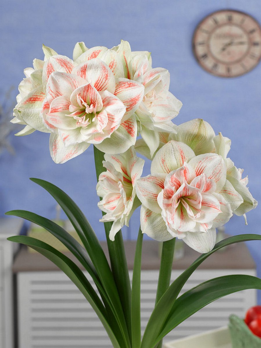 1x Hippeastrum 'Nymph' - BULBi® Bloembollen met bloeigarantie
