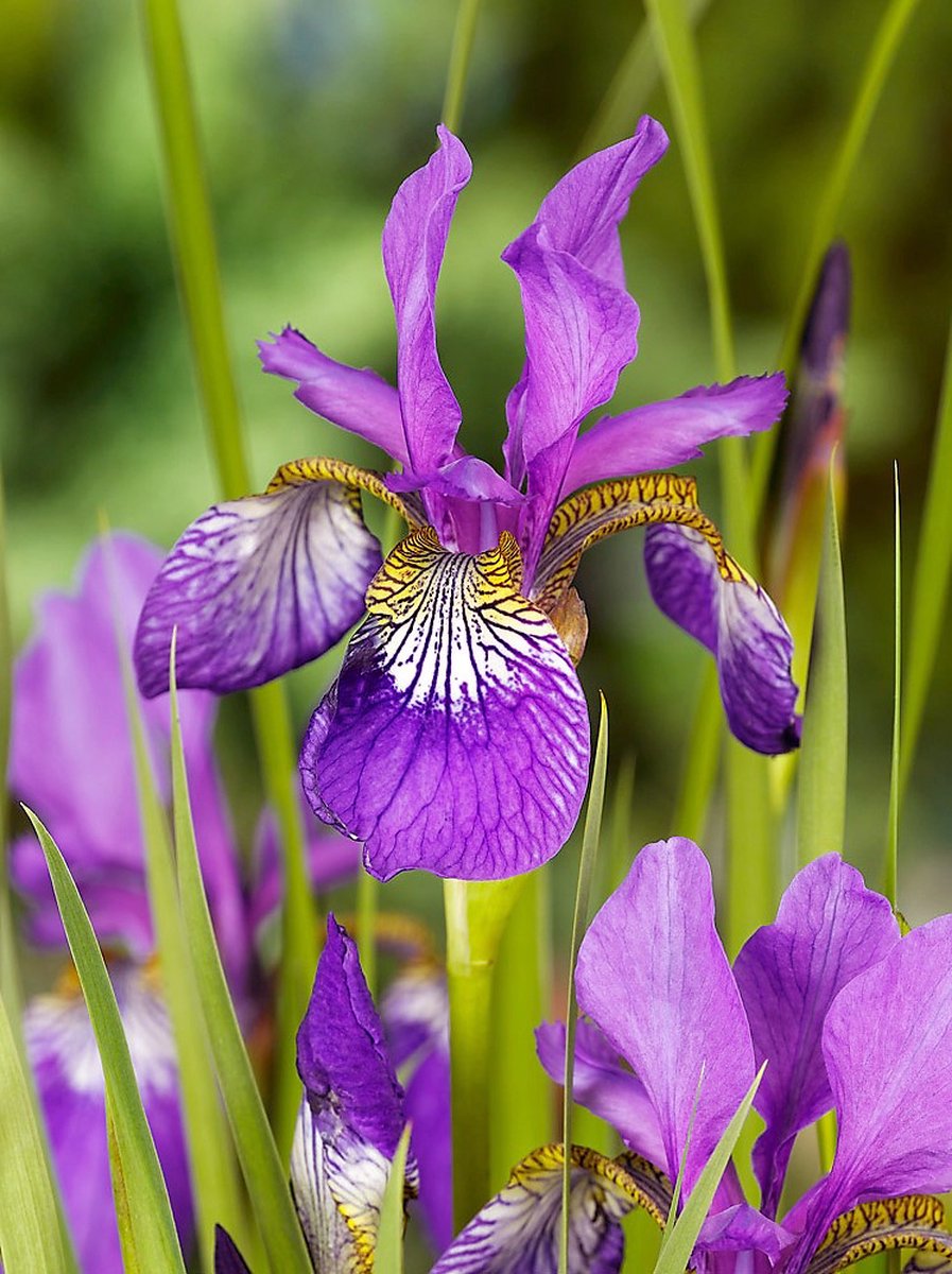 6x Iris 'Iris claret cup sibirica' - BULBi® Bloembollen met bloeigarantie
