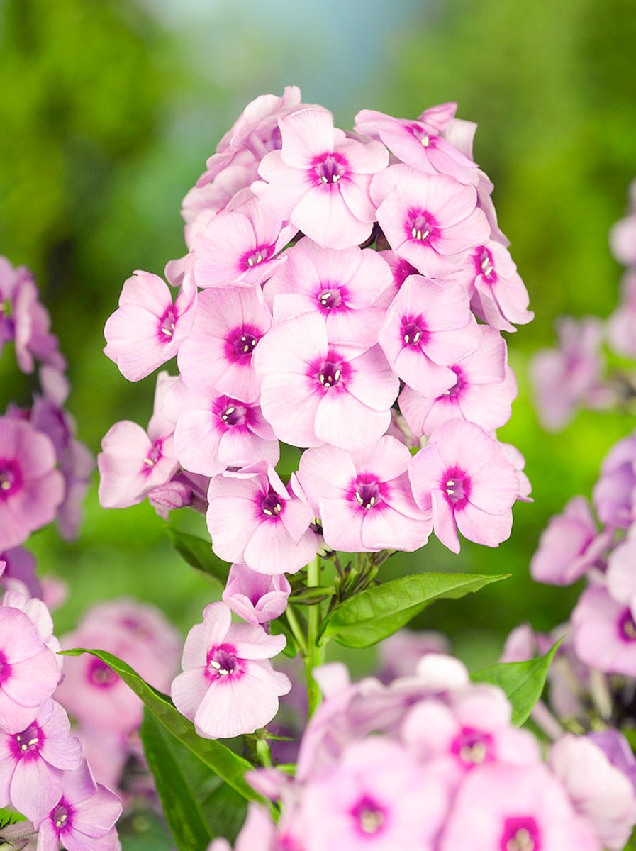 5x Vlambloem 'Phlox bright eyes' - BULBi® Bloembollen met bloeigarantie