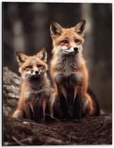 Dibond - Moeder vos en kind zitten in een bos - 30x40 cm Foto op Aluminium (Met Ophangsysteem)