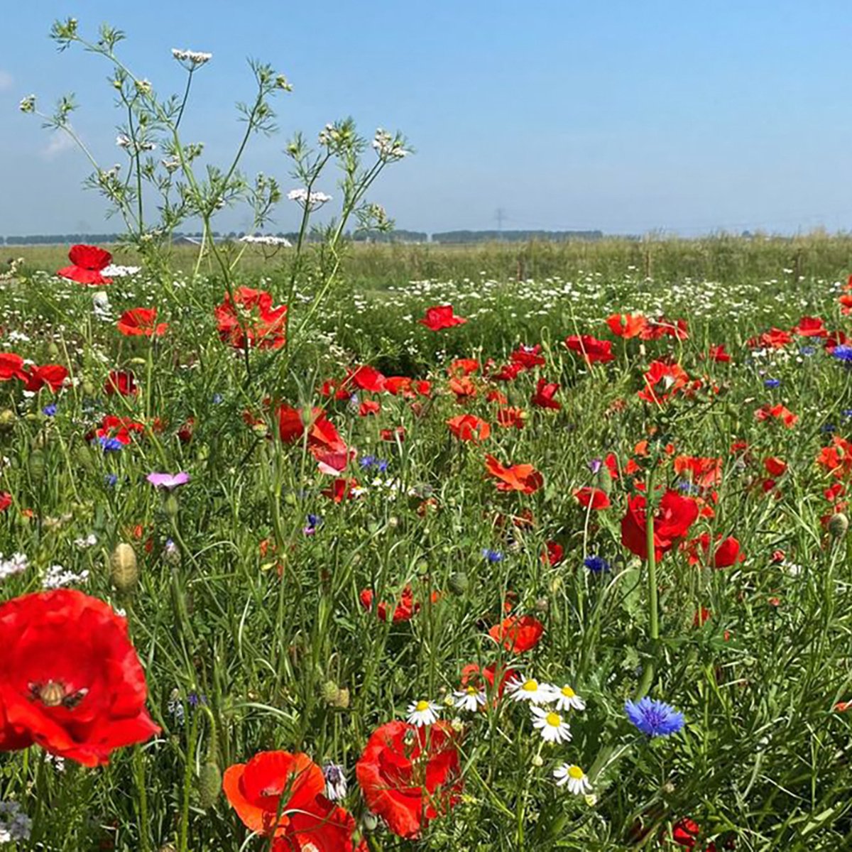 Buiten bebouwde kom - Veldbloemenmengsel meerjarig - 100gr. - Advanta