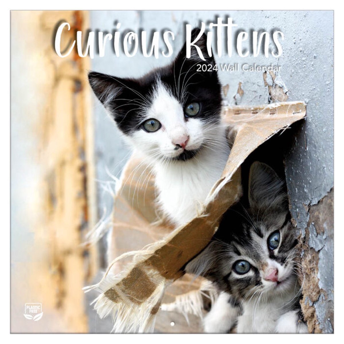 Curious Kittens Kalender 2024 TL Turner