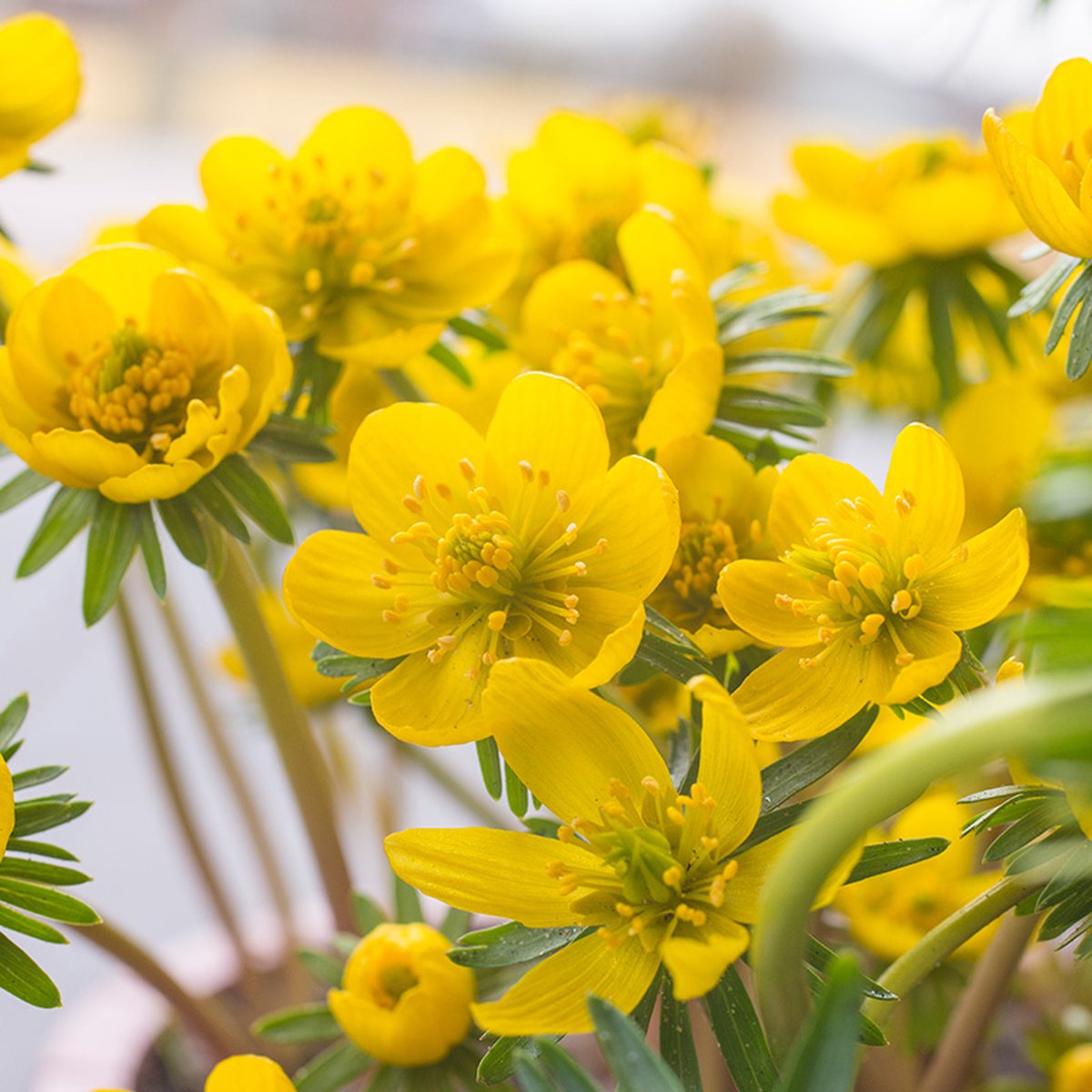 Winterakoniet (Eranthis cilicica) | 15 stuks | Geel
