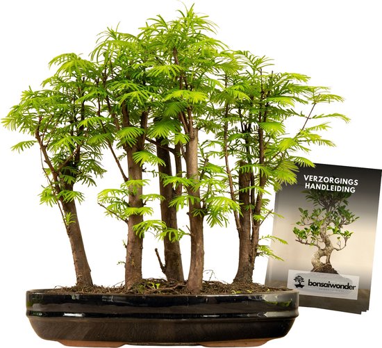 Foto: Bonsaiwonder xl bonsai forest metasequoia bonsai boompjes voor binnen en buiten hoogte 40cm 30cm inclusief ovale keramieken schaal