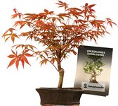 YouFlowers - Acer - Bonsai boompje - 12 jaar oud - Hoogte: 40cm, Ø 25cm - Esdoorn - Buiten bonsai