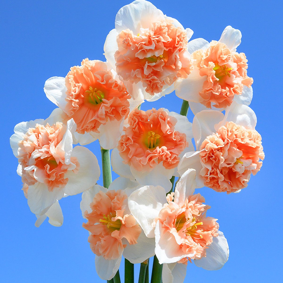 Narcis Fire Drill | 10 stuks | Splitcrown | Wit | Narcissenbollen