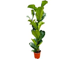 Tropictrees - Ficus Lyrata - Tabaksplant - Vioolplant - 110cm - Kamerplant