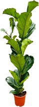Tropictrees - Ficus Lyrata - Tabaksplant - Vioolplant - 110cm - Kamerplant
