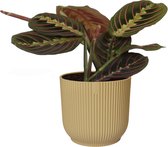 Maranta leuconeura 'Tricolor ' in ELHO sierpot Vibes Fold (botergeel) ↨ 20cm - hoge kwaliteit planten