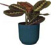 Maranta leuconeura 'Tricolor ' in ELHO sierpot Vibes Fold (diepblauw) ↨ 20cm - hoge kwaliteit planten