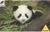 Piatnik - Panda Puzzel 1000 Stukjes