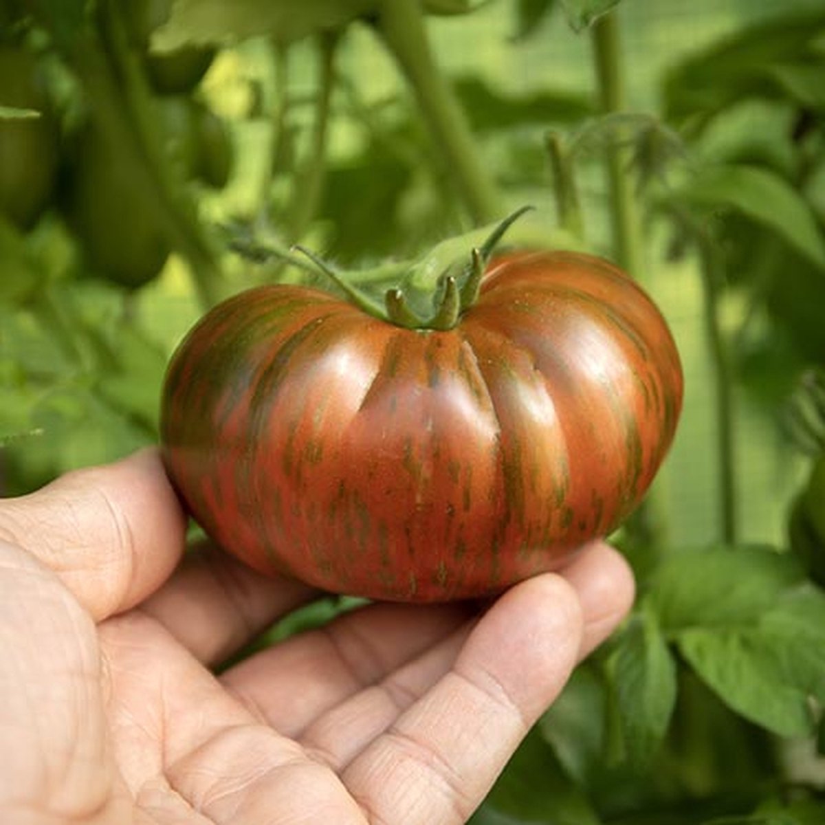 Tomaten zaden - Vleestomaat Siegel's Dark Stripes