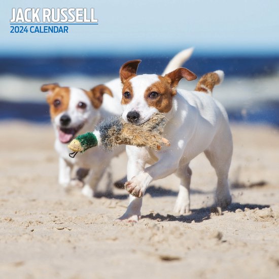 Jack Russell Terrier Kalender 2024