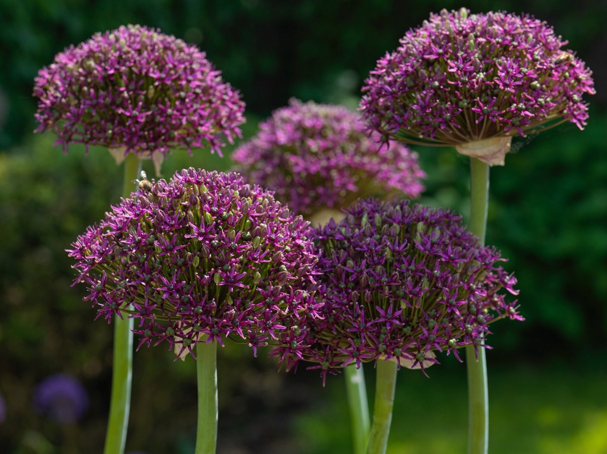 Allium Magic | 3 stuks | Sierui | Alliumbol
