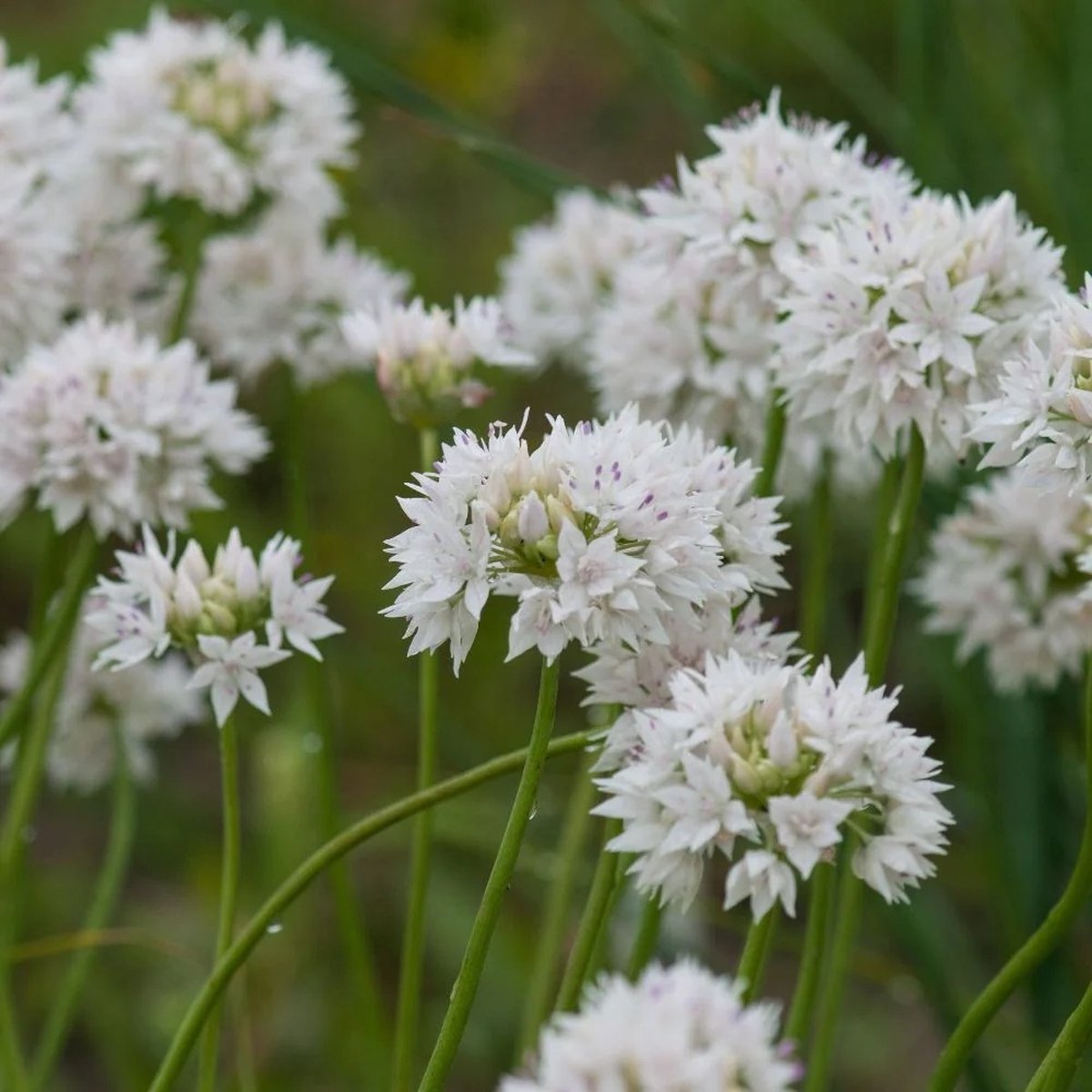 Allium Gracefull Beauty | 10 stuks | Sierui | Alliumbol
