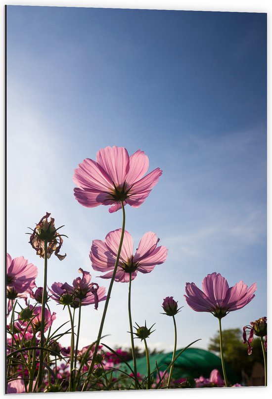 Dibond - Cosmea bloemen in een bloemenveld met heldere blauwe lucht - 60x90 cm Foto op Aluminium (Wanddecoratie van metaal)