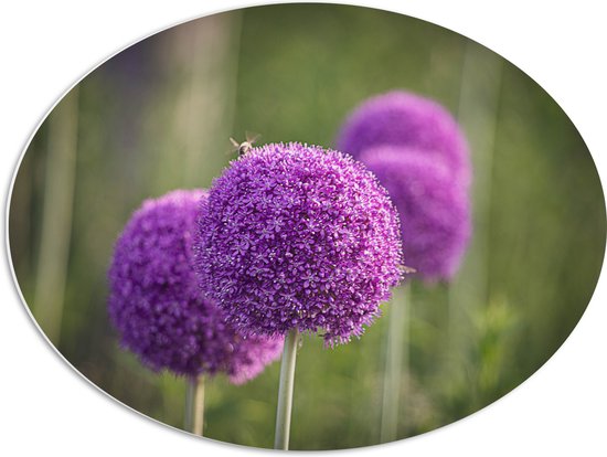 PVC Schuimplaat Ovaal - Paarse Reuzenui Bloemen in Grasveld op Lange Stengels - 68x51 cm Foto op Ovaal (Met Ophangsysteem)