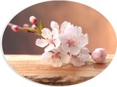 PVC Schuimplaat Ovaal - Licht Roze Sakura Bloemen op Houten Plank - 28x21 cm Foto op Ovaal (Met Ophangsysteem)