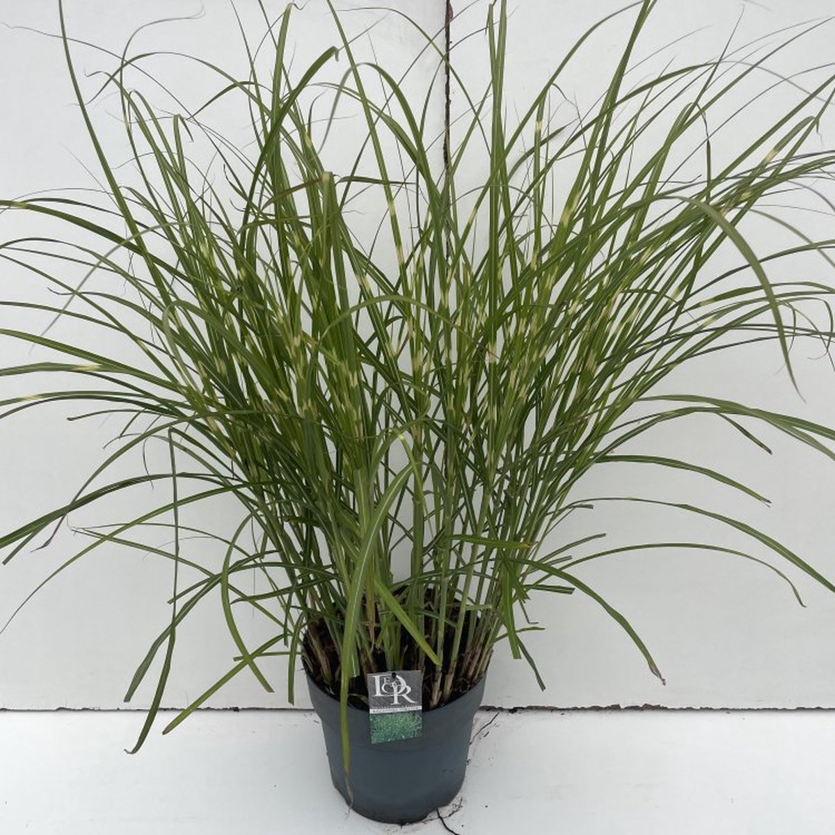 Miscanthus sinensis 'Strictus' - 10 liter pot - cm