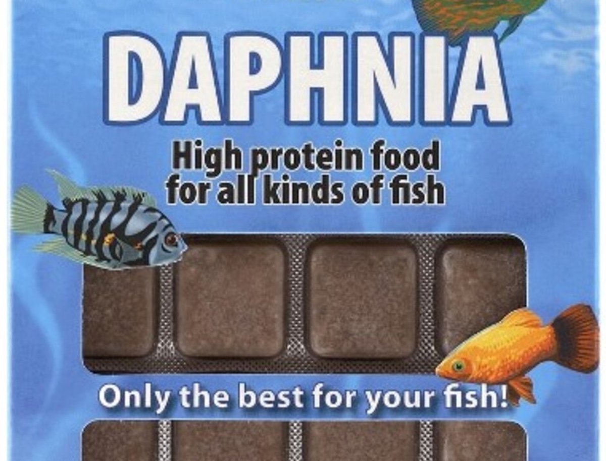Ruto red label daphnia