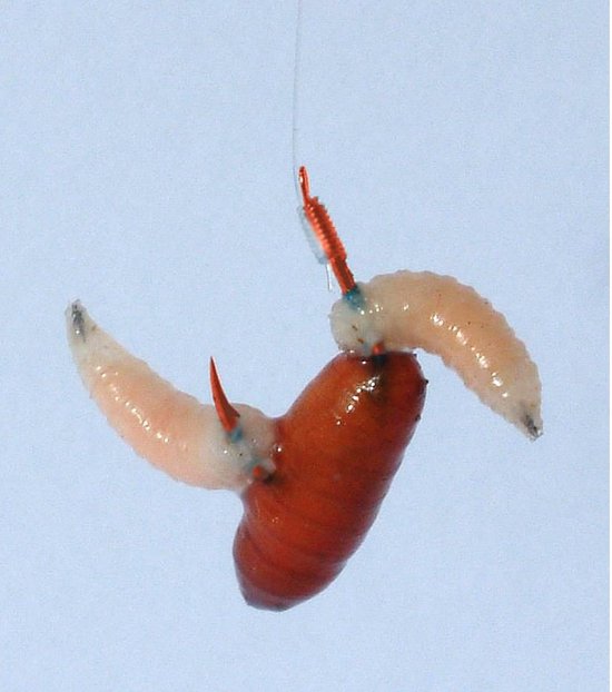 Gamakatsu Onderlijnen Competition Feeder 75cm Haak 2210R (10 pcs) - Maat : Haak 12 - 0.16mm van Gamakatsu — afbeelding 2