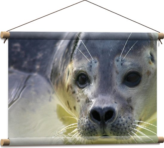 Textielposter - Zeehond komt met kop boven water uit en kijkt richting de camera - 60x40 cm Foto op Textiel