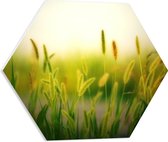 PVC Schuimplaat Hexagon - Natuur - Planten - Rijtje - Groen - 50x43.5 cm Foto op Hexagon (Met Ophangsysteem)