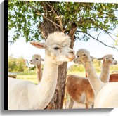 Canvas - Witte en bruine alpacas staan buiten bij een boom - 60x60 cm Foto op Canvas Schilderij (Wanddecoratie op Canvas)