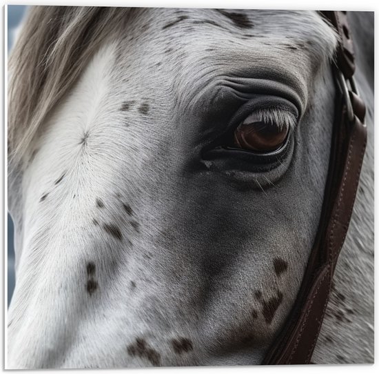 PVC Schuimplaat- Wit gevlekt paard met een halster om - 50x50 cm Foto op PVC Schuimplaat