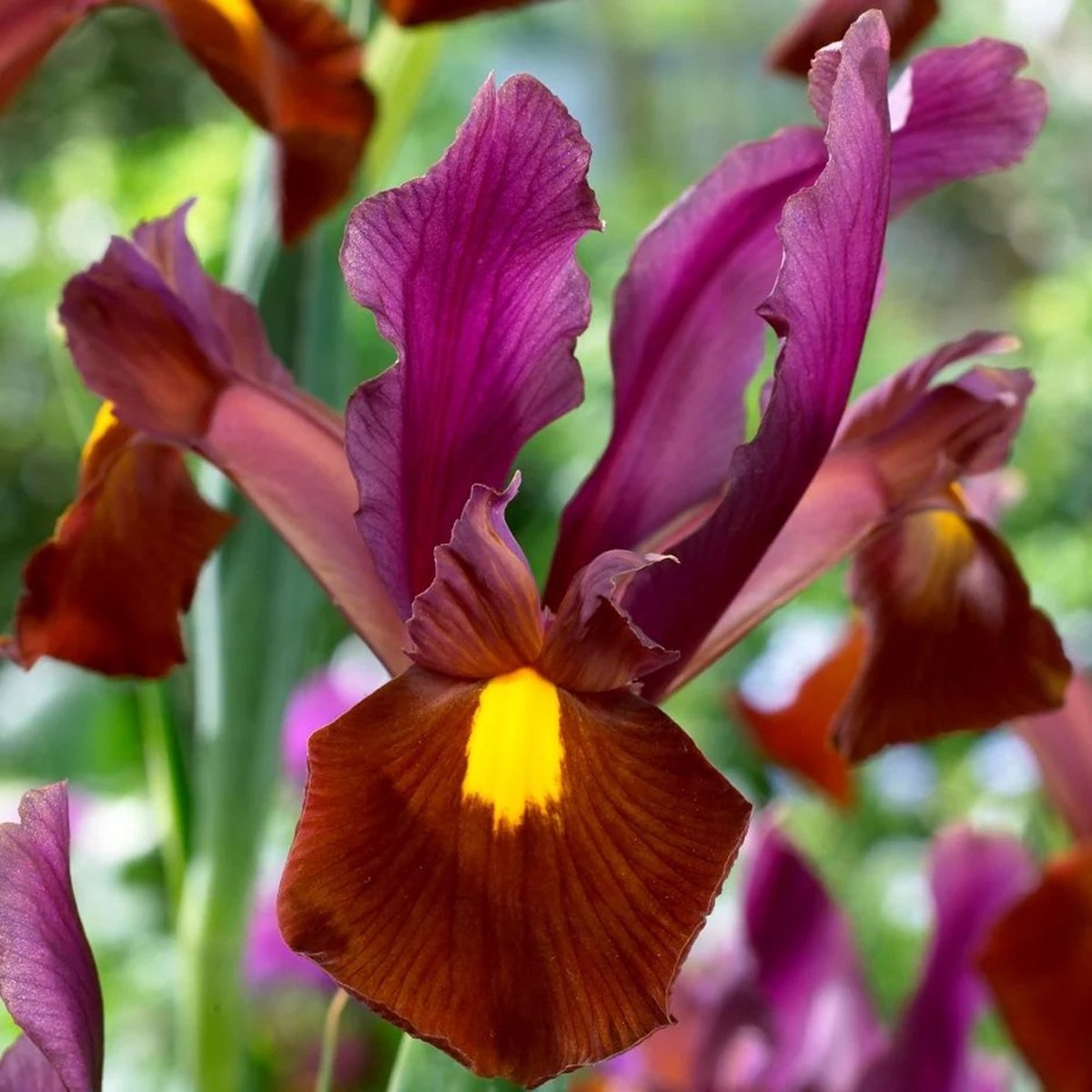 Iris Hollandica Red Ember | 10 stuks | Hollandse Irissen