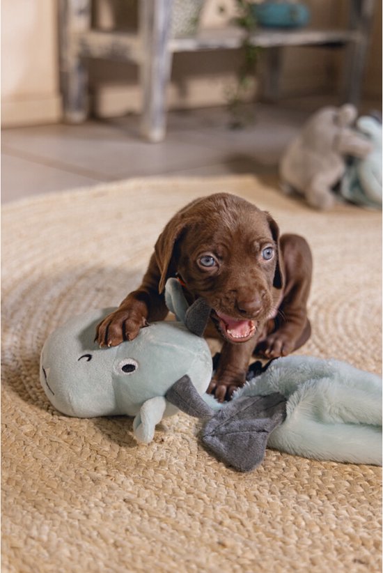Un chiot brun mord une peluche baleine vert menthe avec des nageoires grises.