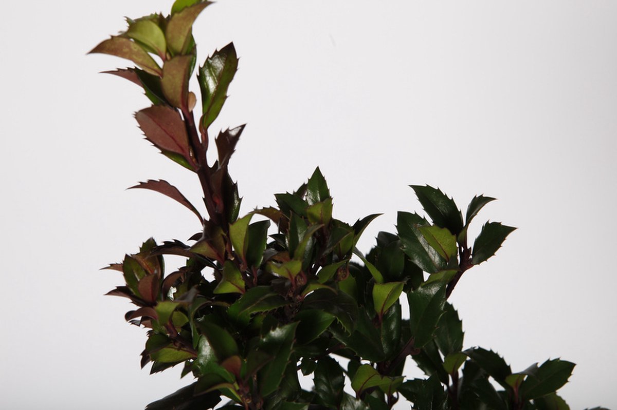 18 stuks | Hulst 'Heckenstar' P9-tray - Geschikt als hoge haag - Inbraakwerend - Wintergroen - Zeer winterhard