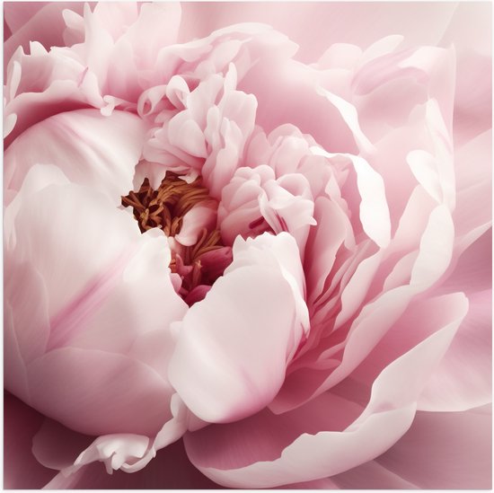 Poster Glanzend – Mooie Vol Bloeiende Licht Roze Pioenroos - Bloemen - 50x50 cm Foto op Posterpapier met Glanzende Afwerking