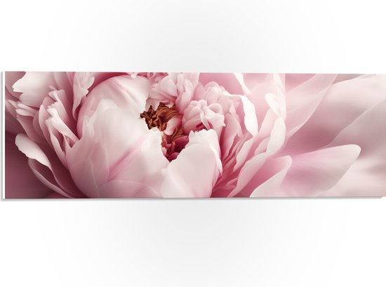 PVC Schuimplaat- Mooie Vol Bloeiende Licht Roze Pioenroos - Bloemen - 60x20 cm Foto op PVC Schuimplaat
