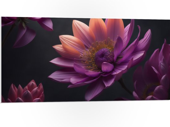 PVC Schuimplaat- Paars roze Dahlia Bloemen met zwarte achtergrond - 100x50 cm Foto op PVC Schuimplaat