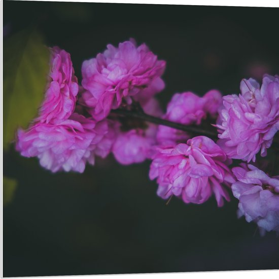 PVC Schuimplaat- Roze en Paarse Pioenrozen met Donkere Achtergrond - Bloemen - 80x80 cm Foto op PVC Schuimplaat