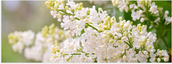 Poster Glanzend – Kleine Witte Bloemen Trosjes aan Stengels - 90x30 cm Foto op Posterpapier met Glanzende Afwerking