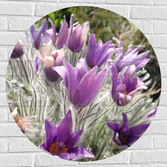 Muursticker Cirkel - Paarse Pulsatilla Bloemen met Licht Grone Harige Stengels - 80x80 cm Foto op Muursticker