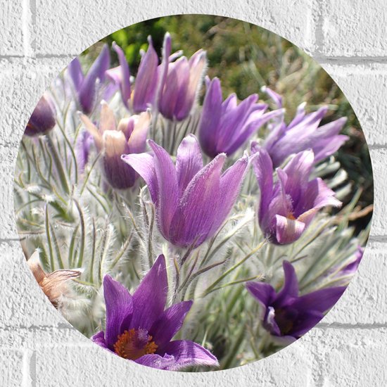 Muursticker Cirkel - Paarse Pulsatilla Bloemen met Licht Grone Harige Stengels - 30x30 cm Foto op Muursticker