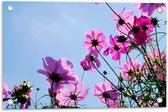 Tuinposter – Paarse Cosmea Bloemen met Heldere Lucht als Achtergrond - 60x40 cm Foto op Tuinposter (wanddecoratie voor buiten en binnen)