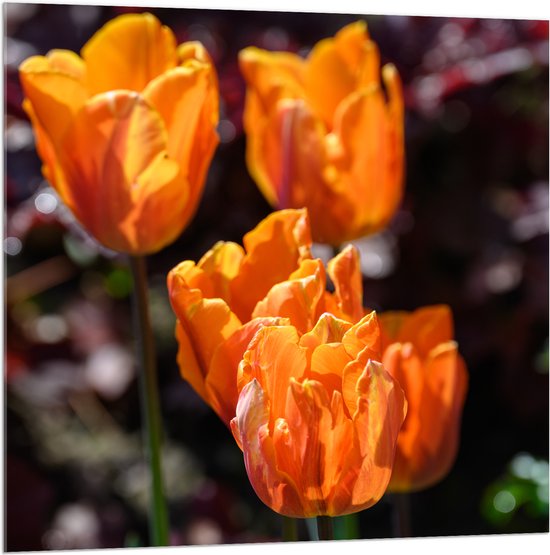 Acrylglas - Papegaai tulpen oranje gekleurd met donker gekleurde achtergrond - Bloemen - 100x100 cm Foto op Acrylglas (Wanddecoratie op Acrylaat)