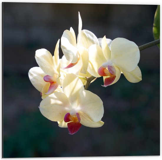 Dibond - Witte Orchideeën met Roze Midden Hangend aan een Stengel - Bloemen - 50x50 cm Foto op Aluminium (Wanddecoratie van metaal)