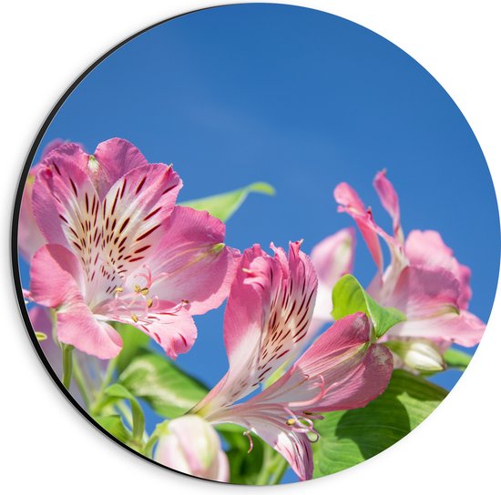 Dibond Muurcirkel - Roze Alstroemeria Bloemen met Lucht Achtergrond - 20x20 cm Foto op Aluminium Muurcirkel (met ophangsysteem)