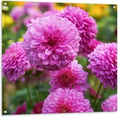 Tuinposter – Mooie Roze Dahlia Bloemen in Grasveld - 100x100 cm Foto op Tuinposter (wanddecoratie voor buiten en binnen)