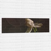 Muursticker - Stervende Witte Tulp op Stengel voor Donker Bruine Achtergrond - Bloemen - 120x40 cm Foto op Muursticker