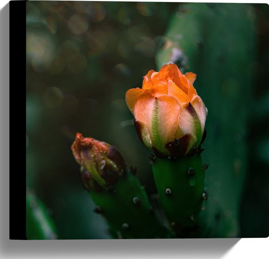 Canvas - Oranje Nopal Bloem uit Donker Groene Cactus - 30x30 cm Foto op Canvas Schilderij (Wanddecoratie op Canvas)