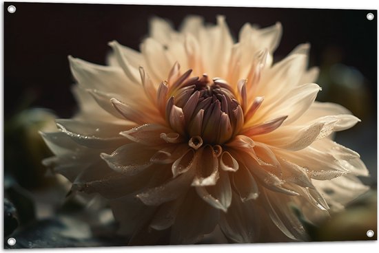 Tuinposter – Witte Dahlia Bloem met Donkere Achtergrond - 105x70 cm Foto op Tuinposter (wanddecoratie voor buiten en binnen)