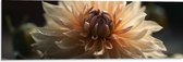 Dibond - Witte Dahlia Bloem met Donkere Achtergrond - 90x30 cm Foto op Aluminium (Wanddecoratie van metaal)