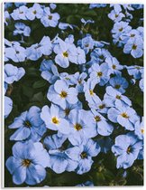 PVC Schuimplaat - Vergeet me nietjes bloemen blauw met gele binnenkant - 30x40 cm Foto op PVC Schuimplaat (Met Ophangsysteem)
