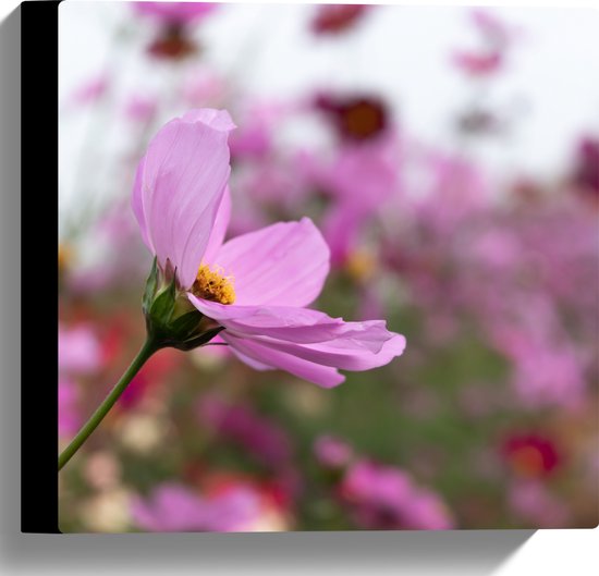 Canvas - Paarse Cosmea Bloem in Paars en Roze Bloemenveld - 30x30 cm Foto op Canvas Schilderij (Wanddecoratie op Canvas)